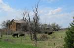 Abandoned home and cattle - Bunker Hill, Kansas