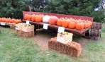 Pumpkins for sale at Cedar Ridge Catering & Banquet Hall