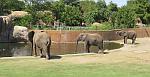 Elephants - Sedgwick County Zoo