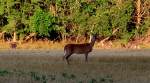White-tailed deer - Coffeyville, Kansas