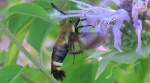 Snowberry Clearwing moth - Kansas Native Medicinal Plant Research Garden