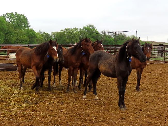 Wild horses for adoption at Svaty Ranch - Ellsworth, Kansas