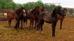 Svaty Ranch wild horses