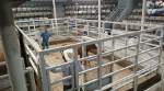 Emporia Livestock Sales - Emporia, Kansas