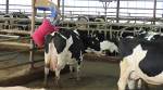 McCarty Family Farms, LLC. - Rexford, Kansas