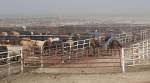 Foote Cattle Company's Hoxie Feedyard
