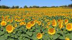 Grinter Farms - Lawrence, Kansas