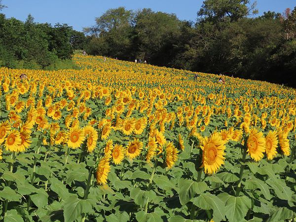 Grinter Farms - Lawrence, Kansas