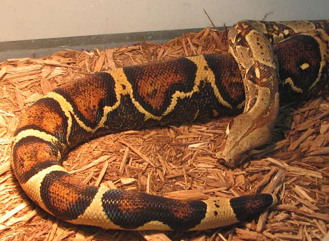 Boa Constrictor- Constrictor imperator