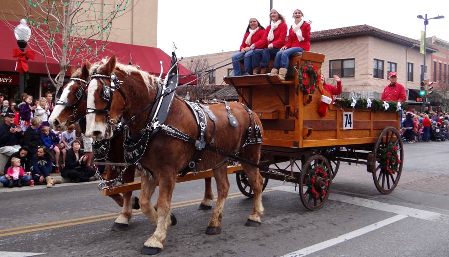 Lentluck Belgians pulling a wagon in the Lawrence Christmas Parade