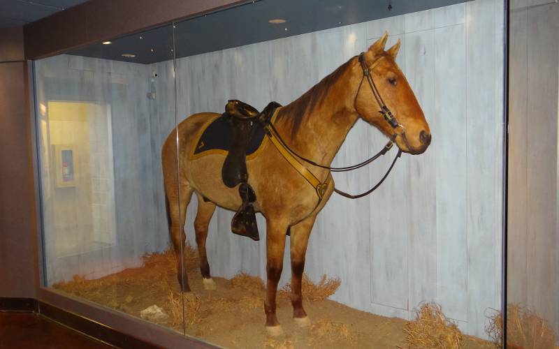 Comanche - horse from the Little Bighorn