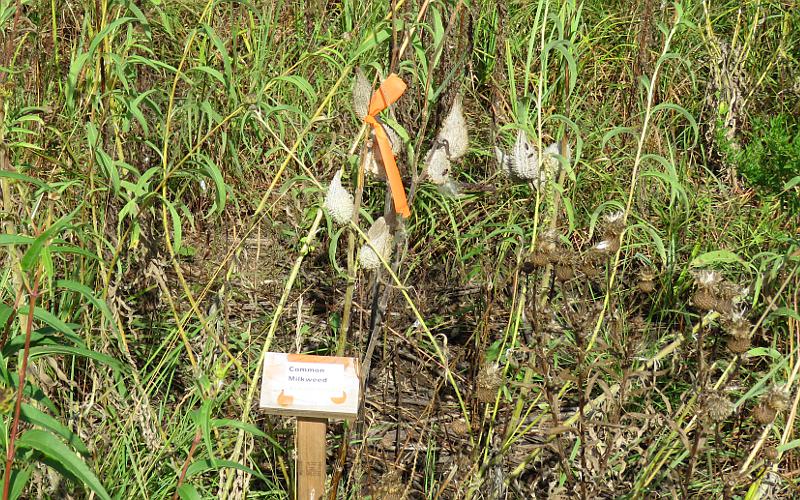 Common Milkweed