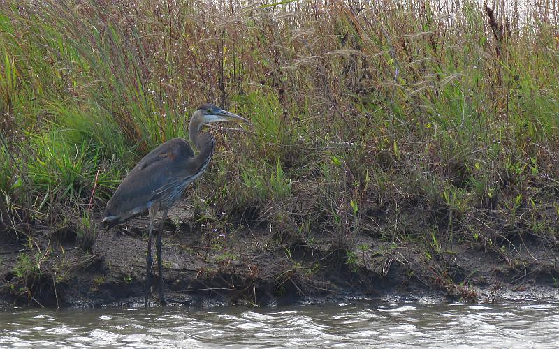 Great Blue Heron at Baker Wetlands