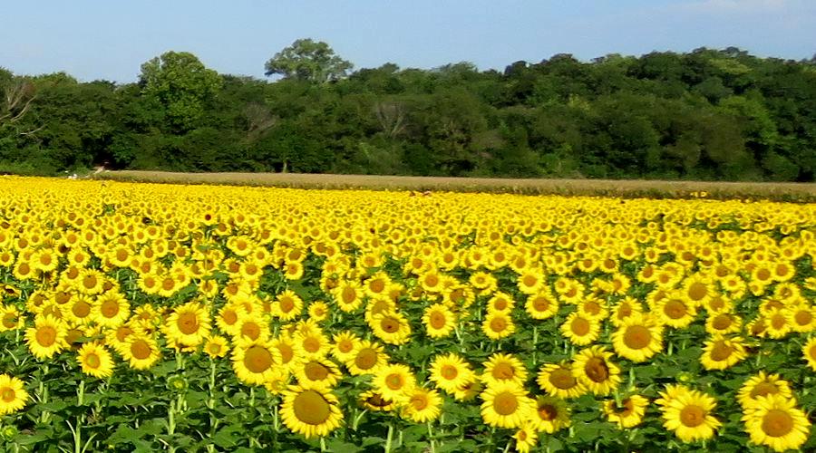 Grinter's Sunflower Farm