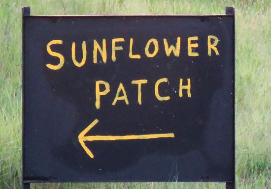 Hunsinger Sunflower Patch - Lawrence, Kansas