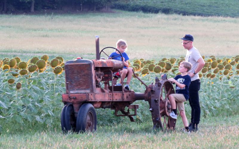 Hunsinger Sunflower Patch farm tractor