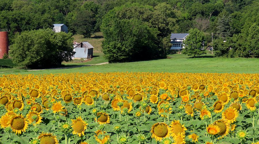 Hunsinger Sunflower Patch