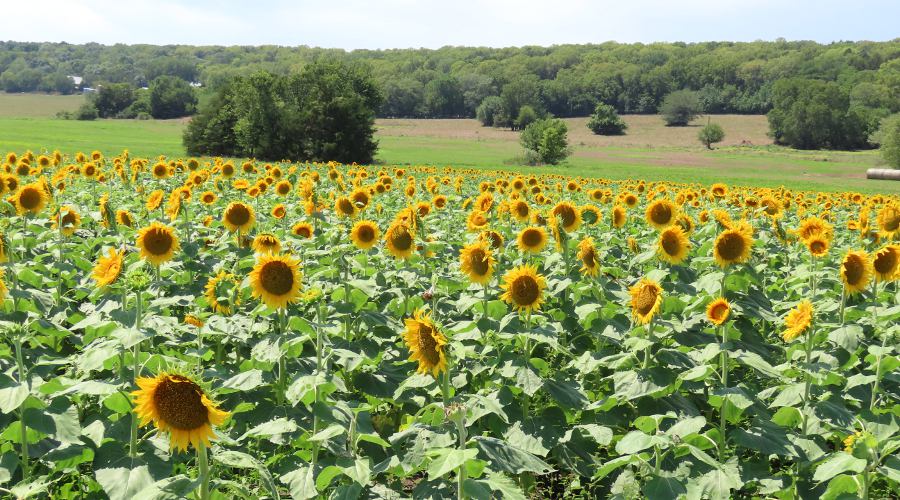 Hunsinger Sunflower Patch