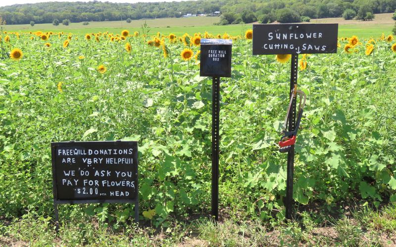 Free will donations - Hunsinger Sunflower Patch