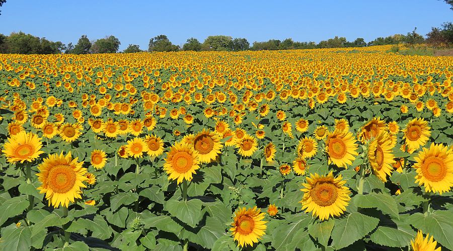 Grinter's Sunflower Farm - Leavenworth County, Kansas