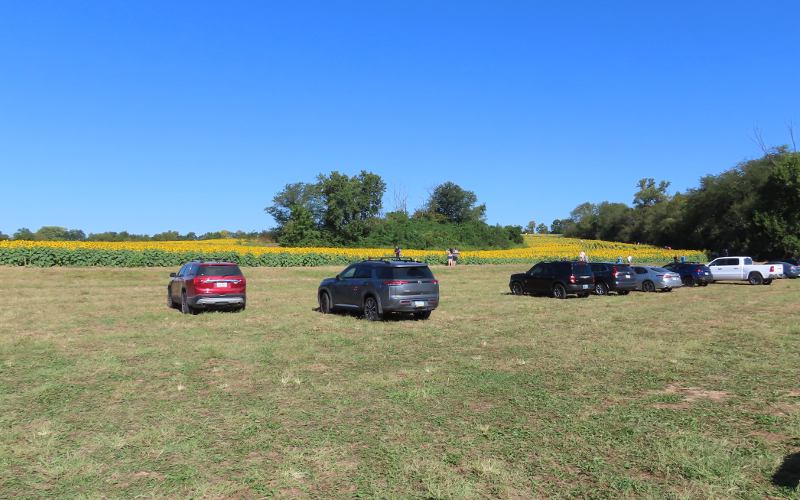 Grinter's Sunflower Farm parking.