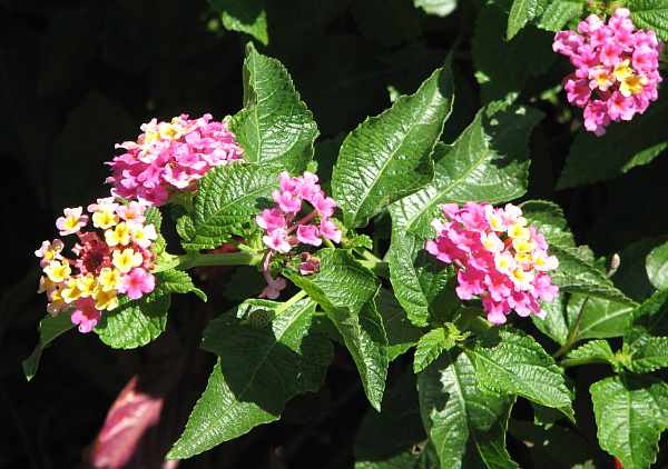 flowers at Mahaffie Farmstead and Stagecoach Stop