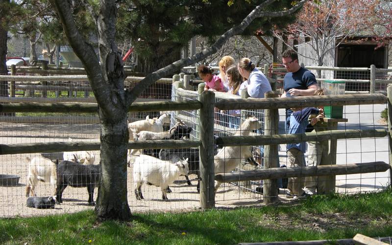 Children and goats at Deanna Rose Children's Farmstead