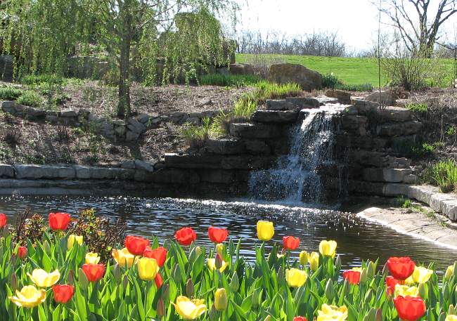 Tulips at the Erickson Water Garden