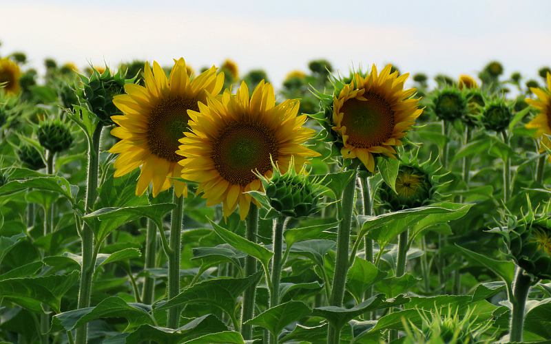 Shively Farms Berryton, Kansas