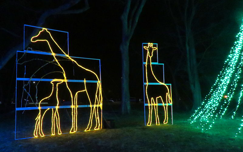 giraffe Christmas lights - Topeka Zoo