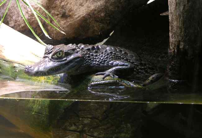 Pet Caiman