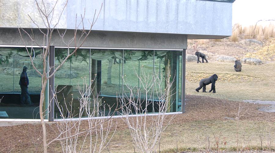 Lowland Gorillas (Gorilla Gorilla Gorilla) at the Wichta Zoo