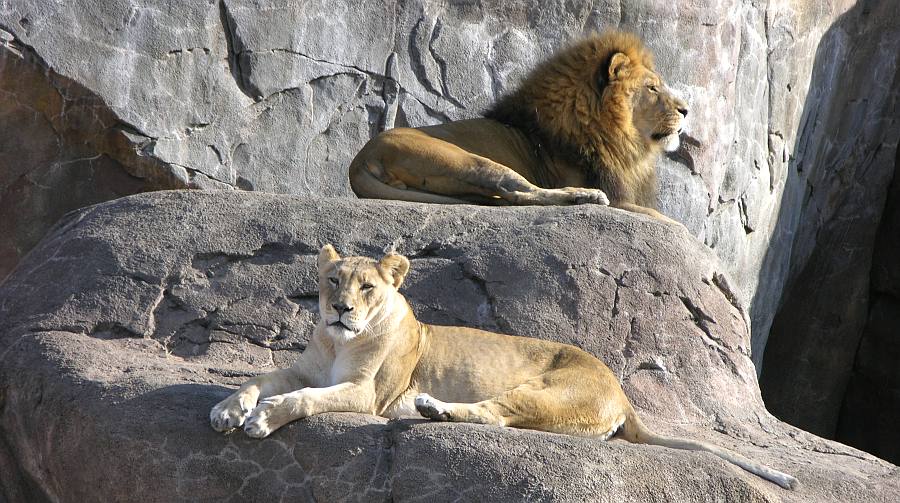 African Lions (Panthera leo krugeri) at the Sedgwick County Zoo