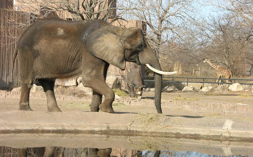 South African Bush Elephant at the Sedgwick County Zoo