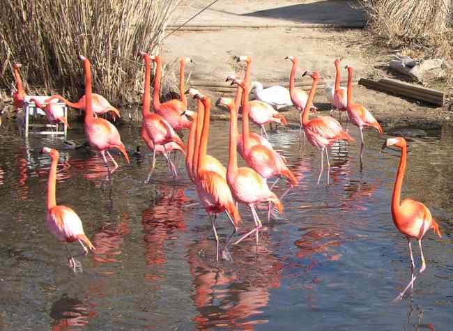 Caribbean Flamingos at the Sedgwick County Zoo