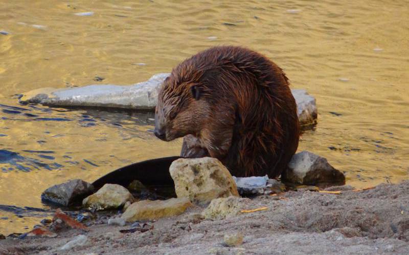 North American beaver on the Arkansas River in Wichita