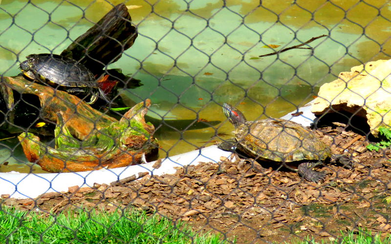 Red eared Slider turtles at the Kansas Wildlife Exhibit