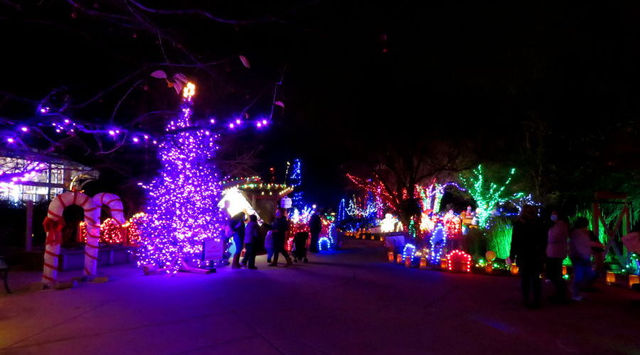 Botanica Illuminations