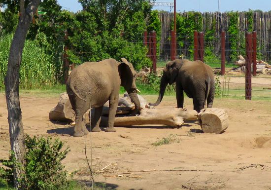 Elephants of the Zambezi River at Sedwick County Zoo in Wichita, Kansas