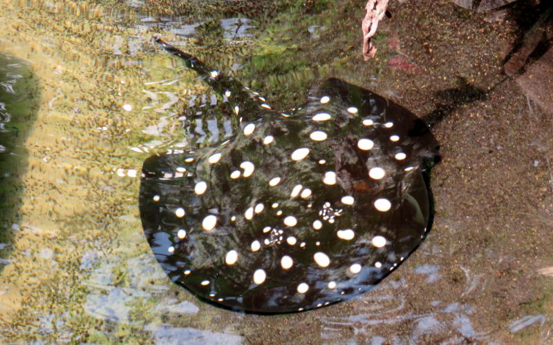 White Spotted River Ray - Sedgwock County Zoo