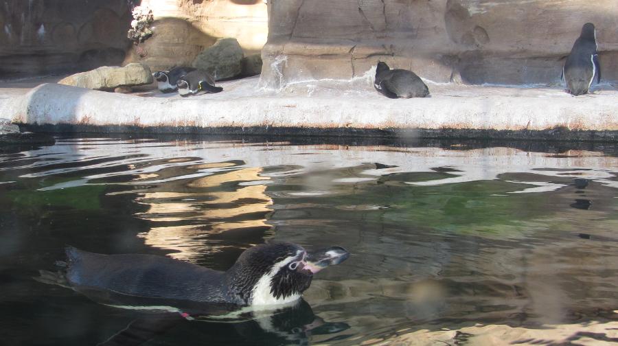 Humboldt Penguin Cove at the Sedgwick County Zoo