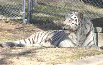White tiger at Brit Spaugh Zoo in Great Bend, Kansas
